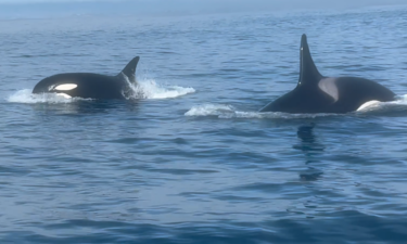 orca, killer whales, monterey, moss landing